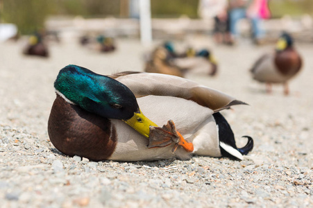 一只五颜六色的公鸭,在一群鸭子中,用浅浅的田野冲洗他的蹼足.照片