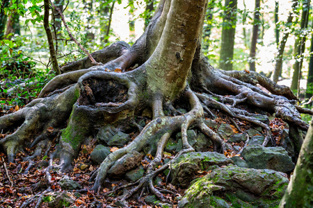 森林里一棵山毛榉树的坚固根