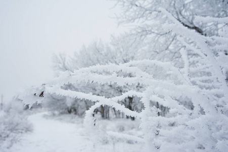 冬季景观。 雪中的冬树