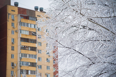 冬天城市公园里白雪覆盖的树木