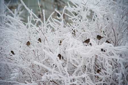 冬天城市公园里白雪覆盖的树木