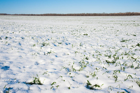 冬雪覆盖的粮田