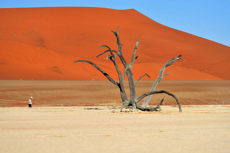 Deadvlei，苏斯。纳米比亚