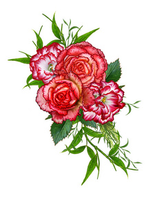 花组成。束的红玫瑰紫色，鲜艳美丽的花朵，暗红色的树叶和树枝。白色背景上孤立