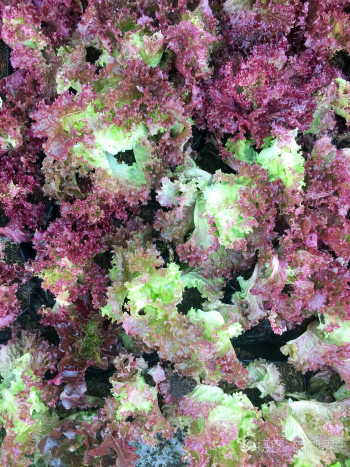 新鲜的有机红橡叶生菜沙拉蔬菜农场原始的罗拉罗莎生菜健康蔬菜天然