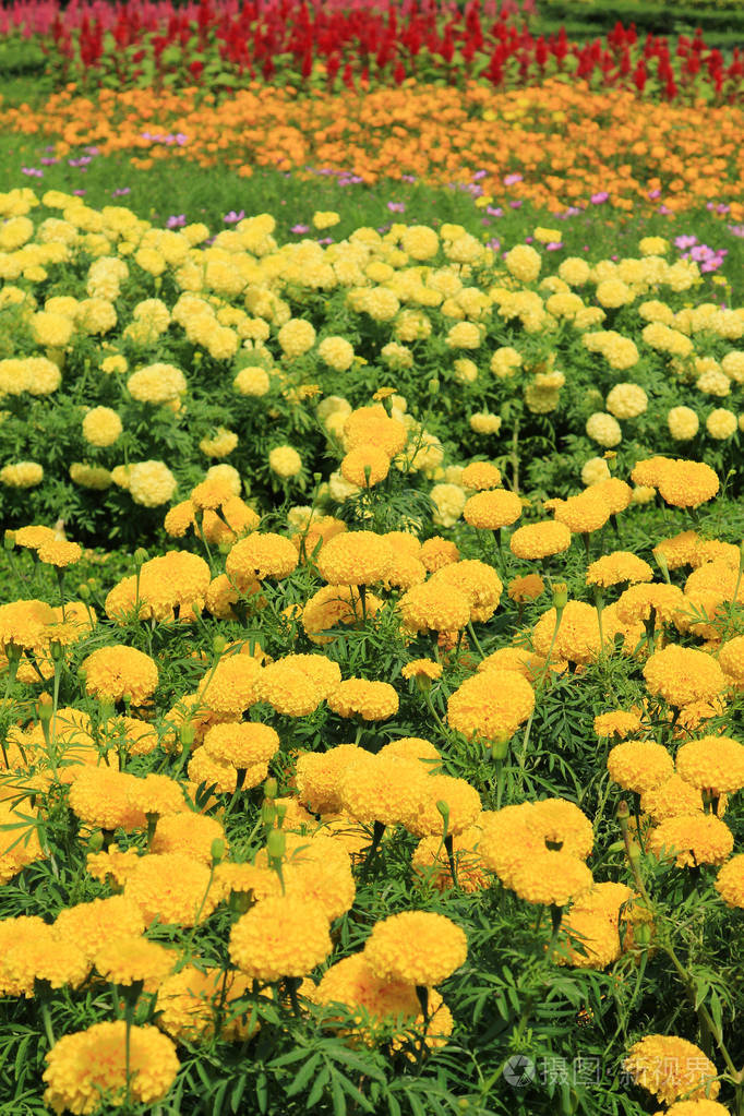 热带花园里的花