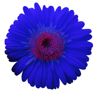蓝色的 gerbera 花, 白色被隔绝的背景与剪裁路径。特写。没有阴影。用于设计。自然