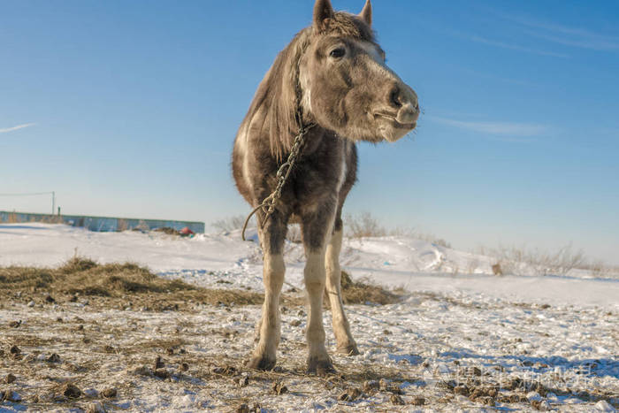 laska是一个两岁的马它喜欢跑来跑去