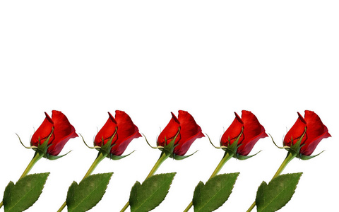 孤立在白色背景上的红玫瑰