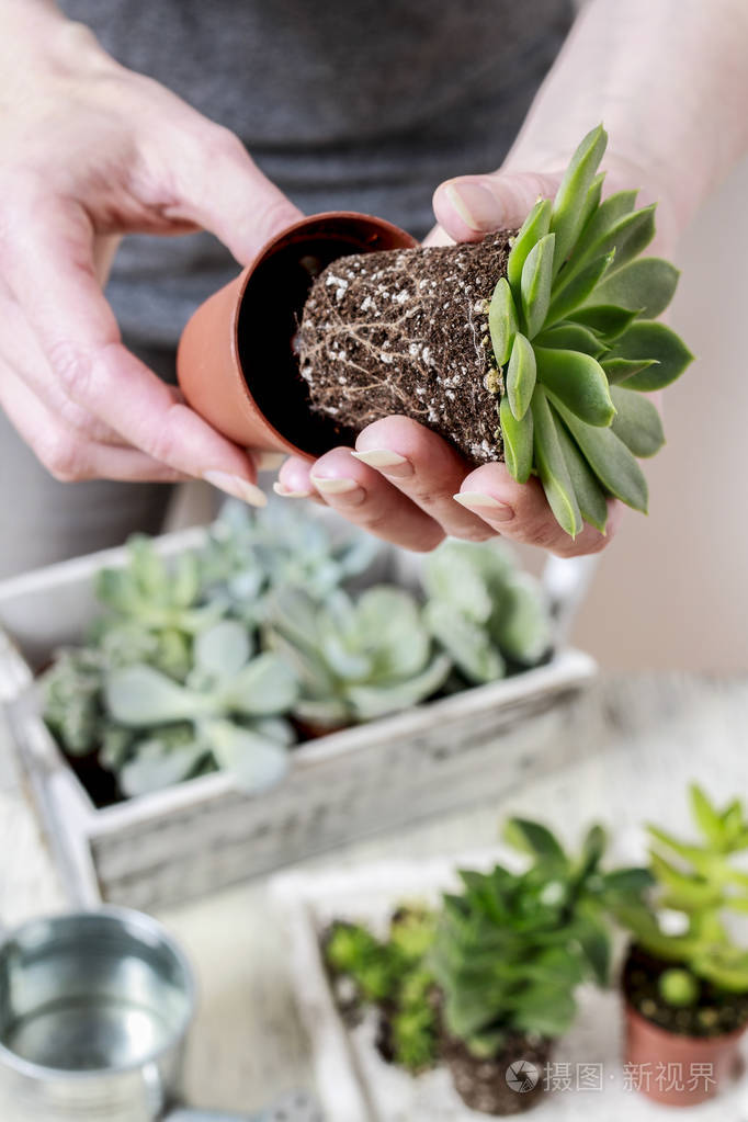 女人种植多肉植物
