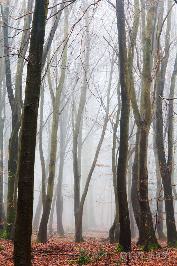 英语林地上雾多雾的早晨