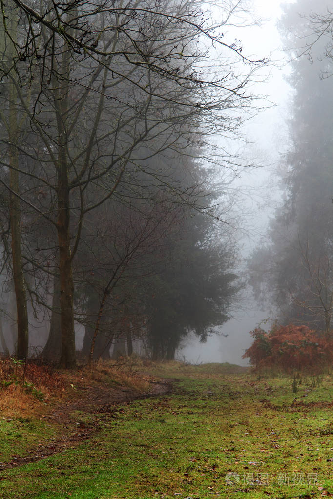 英语林地上雾多雾的早晨