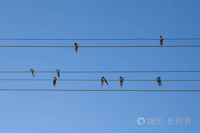 成群结队的燕子坐在平行的电线上, 就像在蓝天背景上的音符