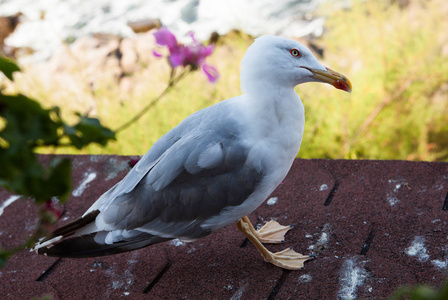 欧洲青鱼海鸥 larus argentatus, 一种灰色和白色的大鸟, 眼睛周围有红色的轮廓, 站在保加利亚索佐波尔镇的屋