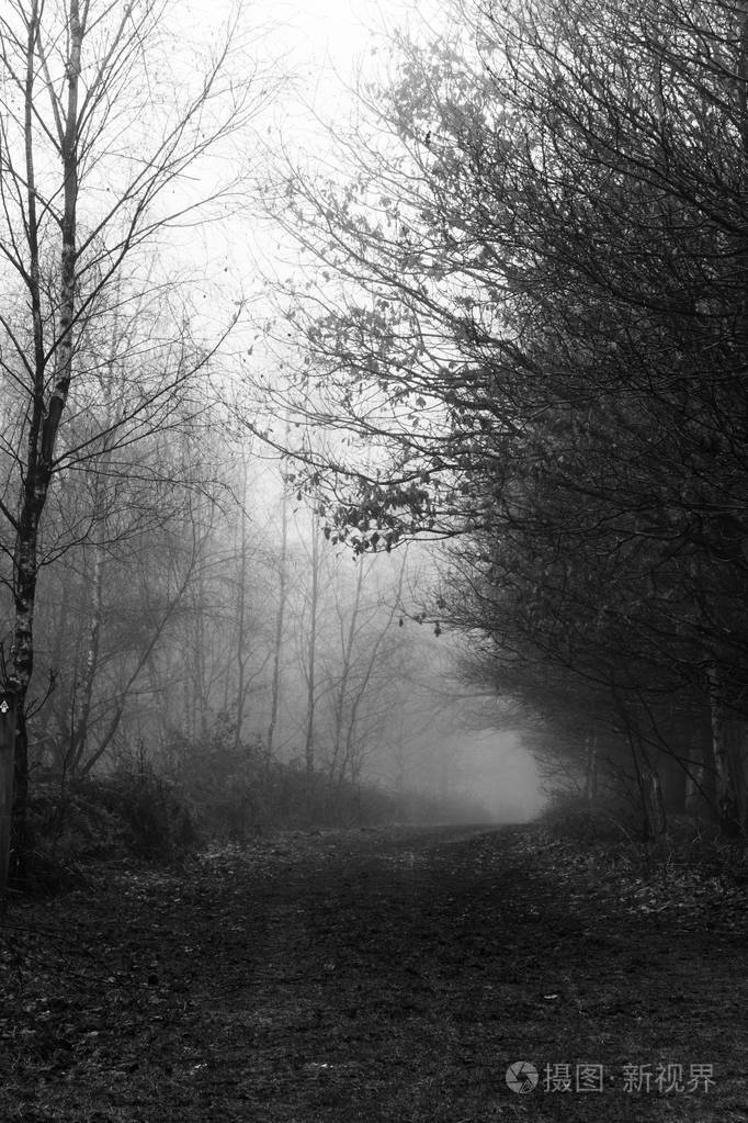 英语林地上雾多雾的早晨