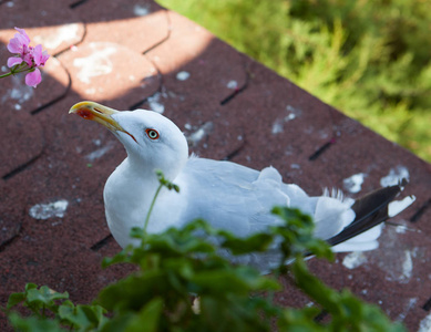 欧洲青鱼海鸥 larus argentatus, 一种灰色和白色的大鸟, 眼睛周围有红色的轮廓, 站在保加利亚索佐波尔镇的屋