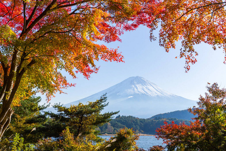 富士山的枫树