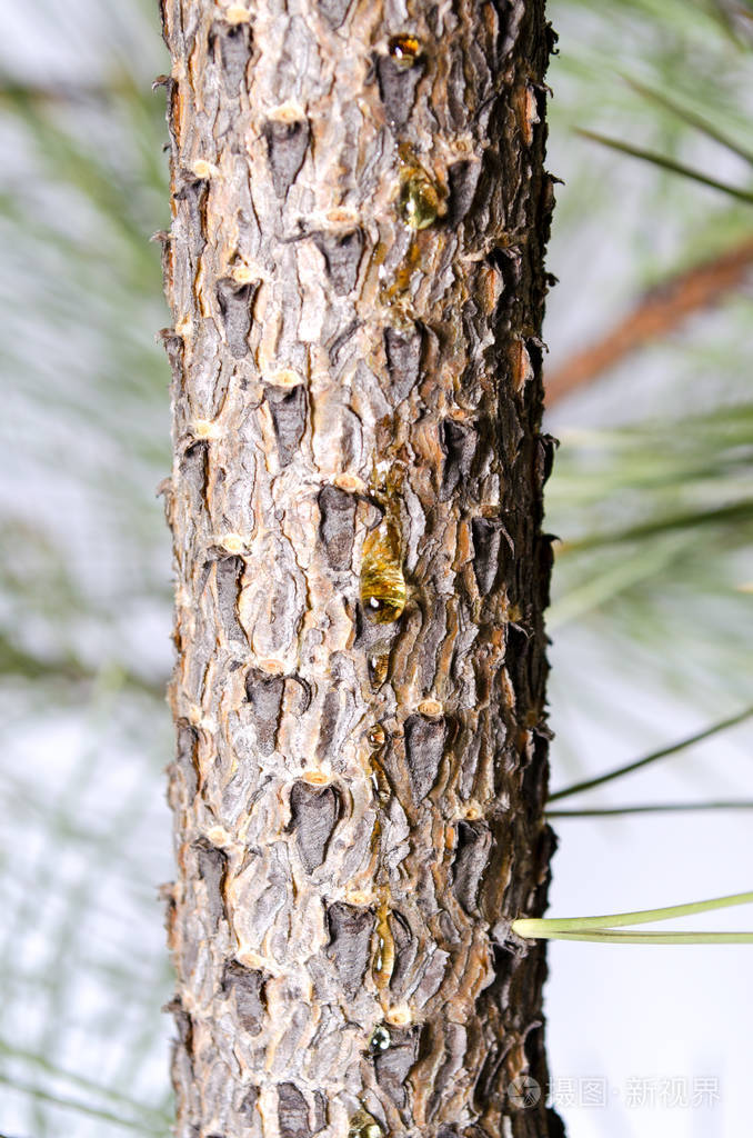 树干与黄色树脂云杉树在白色背景