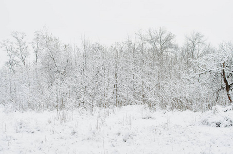 冬天的傍晚被雪覆盖的树图片