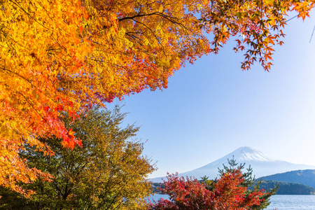 富士山和秋天树叶在河口湖