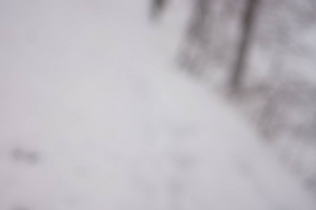 模糊的背景森林雪冬