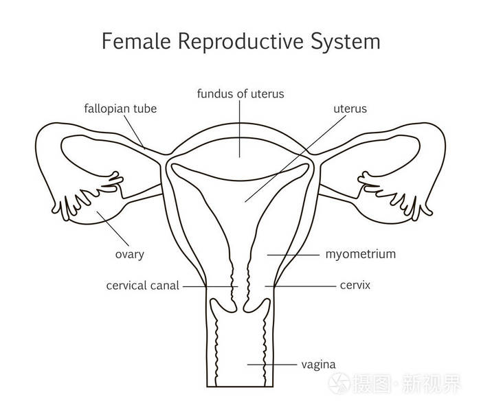 女性生殖系统线图标插画-正版商用图片0x5c2b-摄图新视界