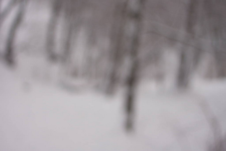 模糊的背景森林雪冬