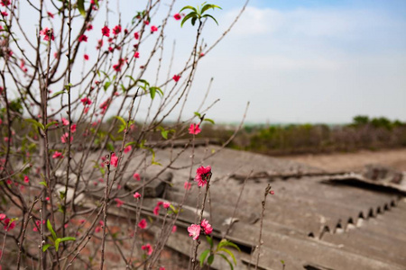 桃花在花园里