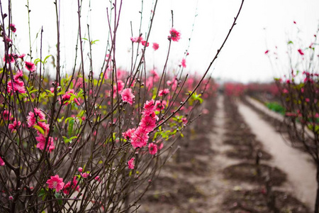 桃花在花园里