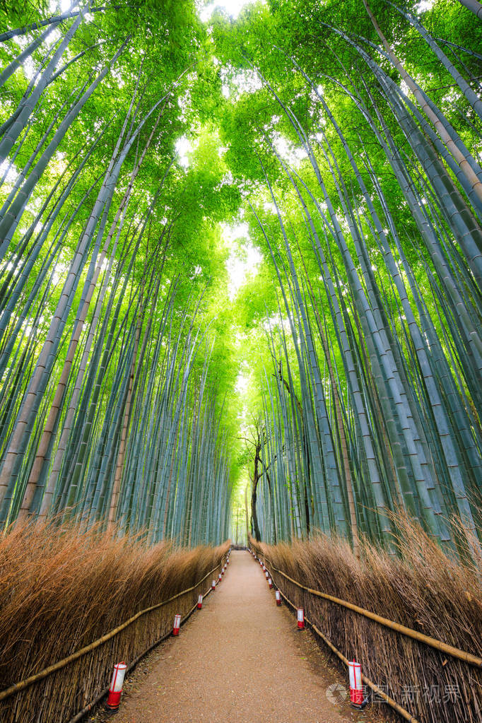 竹子林岚山京都日本的路径