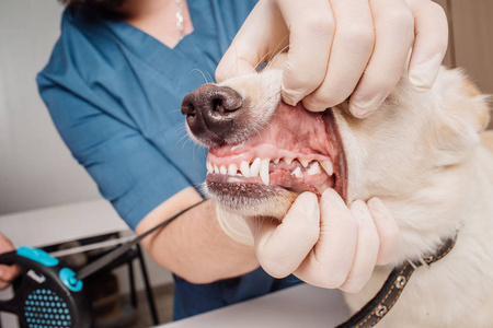 兽医医生检查狗牙在兽医诊所