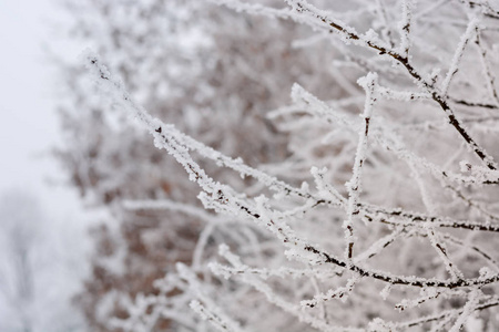 被雪覆盖的冰冻枝条