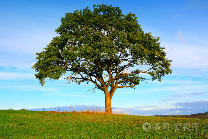 一棵树湛蓝的天空