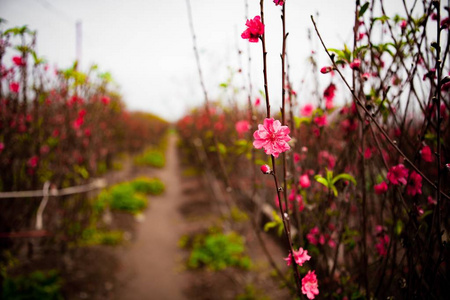 桃花在花园里