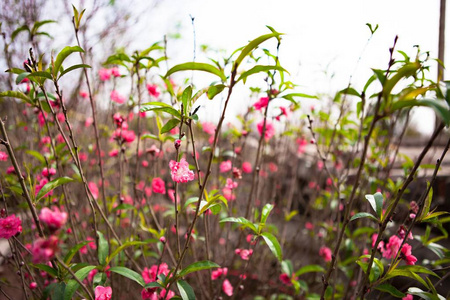 桃花在花园里图片