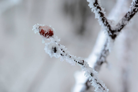 被雪覆盖的冷冻玫瑰