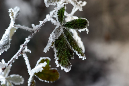 冷冻的树枝被雪覆盖着