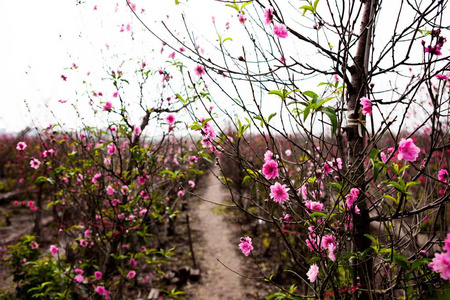 桃花在花园里