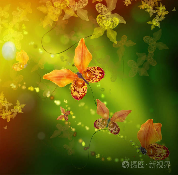 令人惊异的蝴蝶从兰花的花瓣