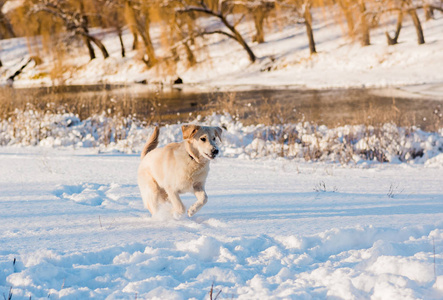 狗跑在雪地里。下降