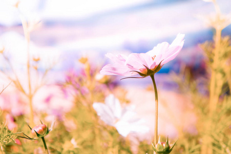 粉红色的花朵在花园，波斯菊花海在公园里