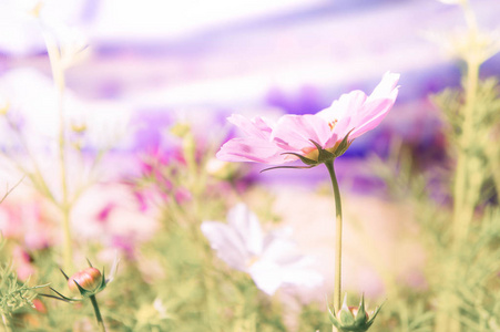 粉红色的花朵在花园，波斯菊花海在公园里