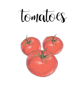 西红柿彩色插图矢量素描图。红番茄