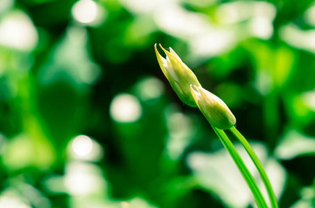 大蒜花含苞欲放