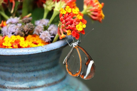 在花瓶上的蝴蝶