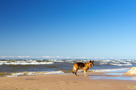 德国牧羊犬在岸上芬兰湾