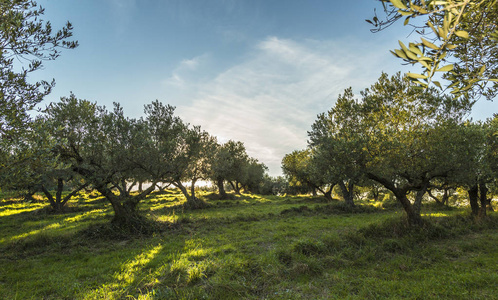 老橄榄树在 Monteprandone 马尔凯 意大利地中海橄榄场