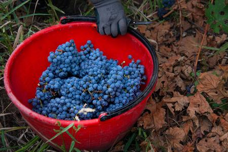 Bolgheri，托斯卡纳葡萄园的处理