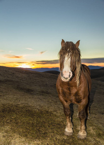 在夕阳下姿势匹漂亮的棕色马