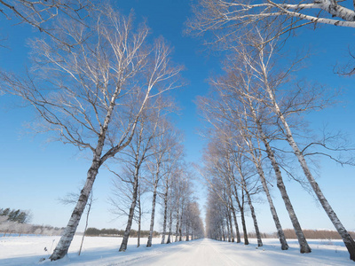 霜树和冬季道路
